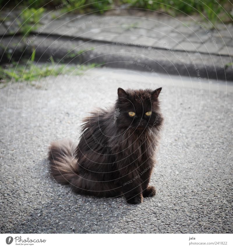 bekanntschaft Gras Straße Wege & Pfade Tier Haustier Katze 1 schaukeln sitzen Farbfoto Außenaufnahme Menschenleer Tag Tierporträt Blick nach vorn Herumtreiben