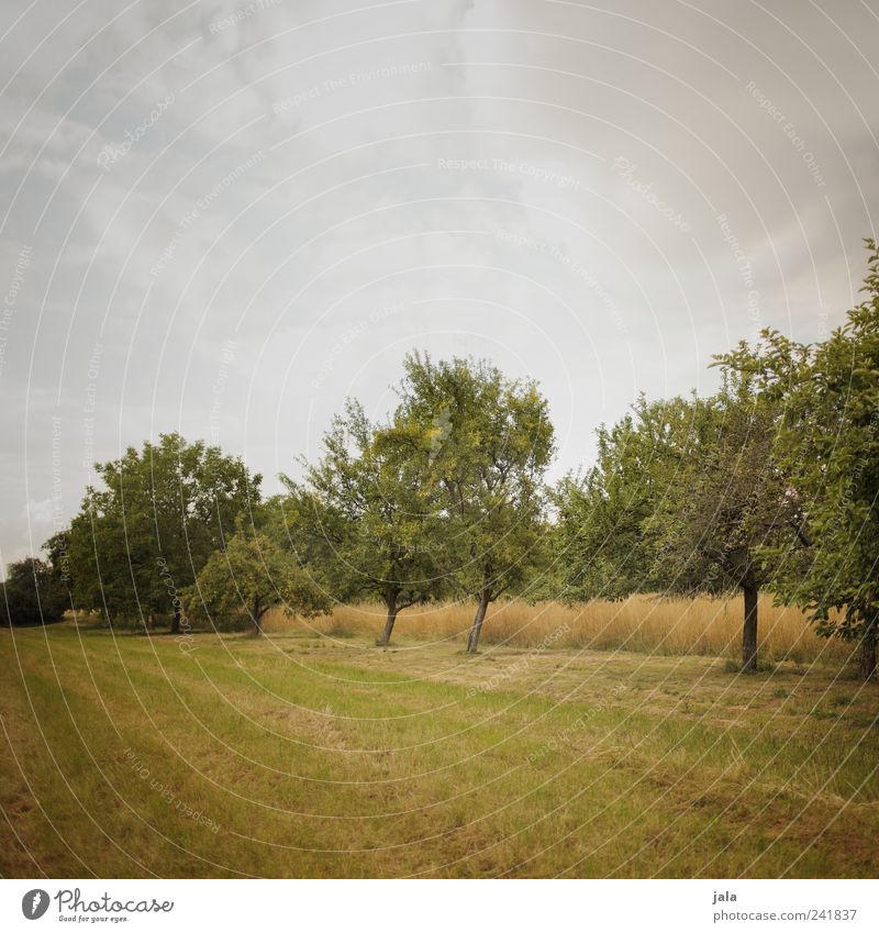 fallobstwiese Landwirtschaft Forstwirtschaft Natur Landschaft Pflanze Himmel Wolken Sommer Baum Gras Grünpflanze Nutzpflanze Obstbaum Feld nachhaltig natürlich