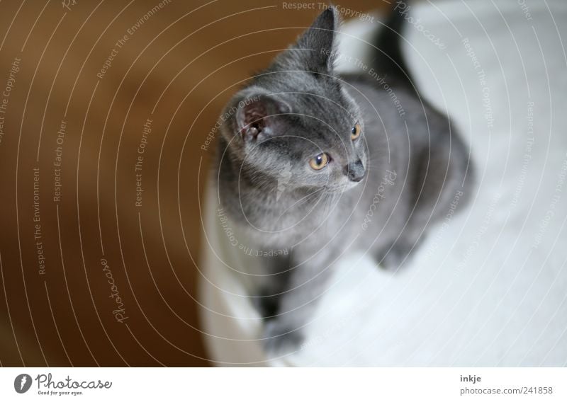 stolz wie ein Großer Häusliches Leben Haustier Katze Katzenbaby 1 Tier Tierjunges beobachten hocken hören Blick sitzen außergewöhnlich klein niedlich weich