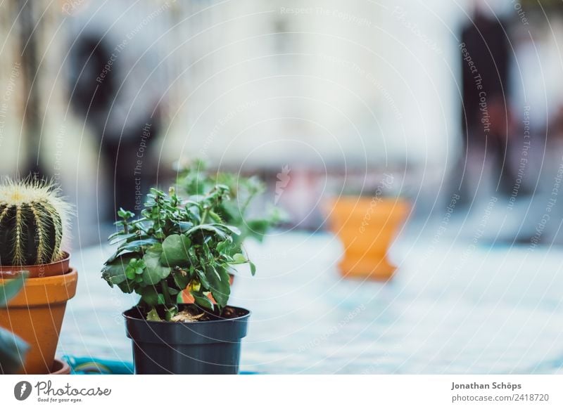 Blumentöpfe und Kakteen auf einem Tisch Natur Pflanze ästhetisch Brighton Kaktus Kakteenblüte Blumentopf grün Garten Gartentisch Terassenfeld Balkon Gärtner