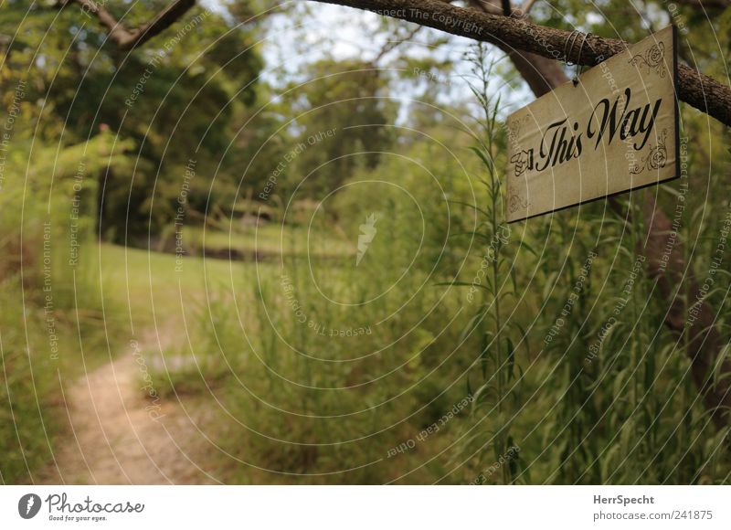 Walk this way! Natur Landschaft Pflanze Sommer Garten Park Wiese Wald Wege & Pfade grün Idylle Wegweiser Pfeil Schilder & Markierungen Schwarzweißfoto