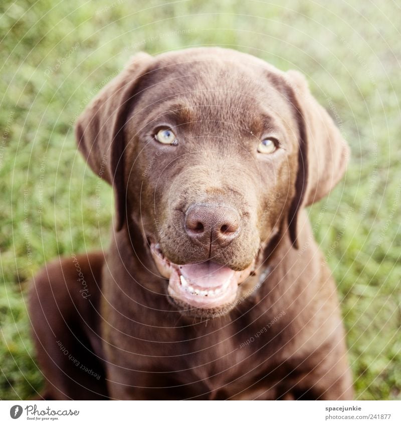 Paul Tier Haustier Hund Tiergesicht Fell 1 entdecken hocken Neugier braun Sympathie Freundschaft niedlich Labrador Welpe Schnauze Hundeblick Hundekopf Farbfoto