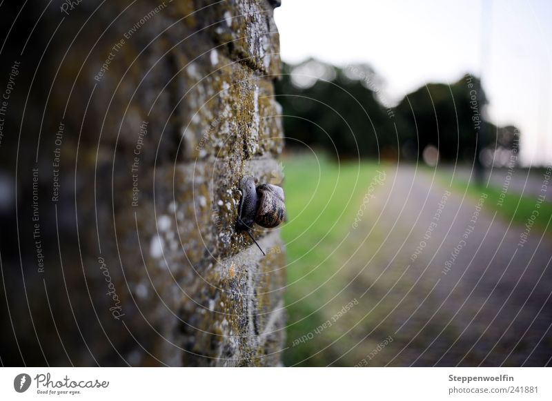 Wandschnecke Stein Beton Natur Schnecke Mauer Moos Gras grün grau braun Perspektive Spaziergang Wege & Pfade Straße Wiese Außenaufnahme Dämmerung Abend