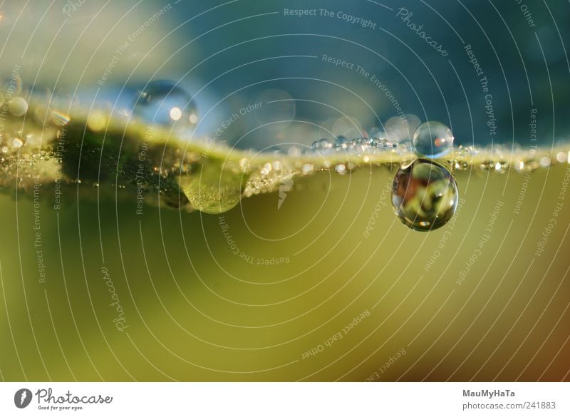 Tropfen Natur Pflanze Urelemente Wassertropfen Sommer Klima Blume Gras Blatt Garten frisch Unendlichkeit blau braun gelb gold chaotisch Ende Kontakt Macht