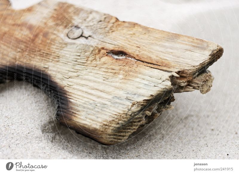 Der Rest vom Schützenfest Umwelt Natur Sand Küste Strand Holz liegen alt dreckig kaputt natürlich Umweltverschmutzung Zerstörung Müll Strandgut angebrannt