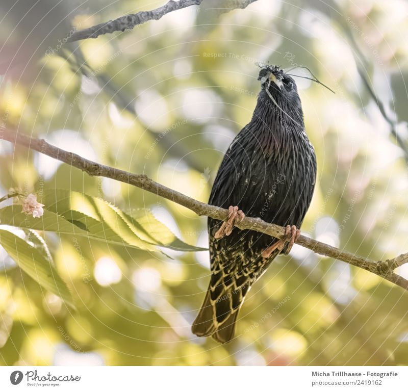 Star mit Insekten im Schnabel Natur Tier Sonne Sonnenlicht Schönes Wetter Baum Blatt Wald Wildtier Vogel Fliege Tiergesicht Flügel Krallen 1 beobachten Fressen