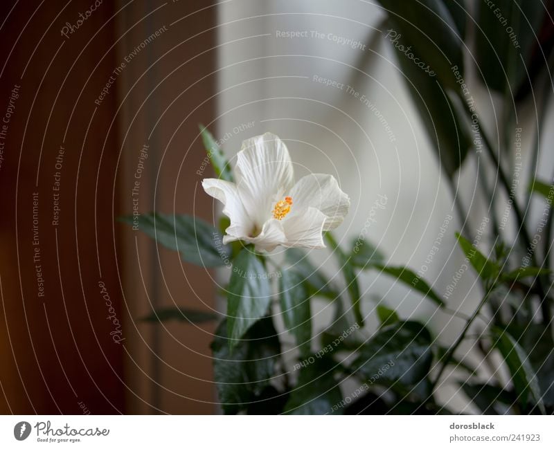 white flower. Pflanze Blume Grünpflanze Topfpflanze Nostalgie Stillleben weiß Farbfoto Gedeckte Farben Innenaufnahme Nahaufnahme Textfreiraum links