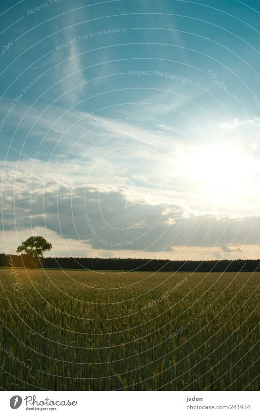 sonne tanken. Lebensmittel Bioprodukte Landschaft Himmel Wolken Horizont Sonne Sonnenlicht Sommer Schönes Wetter Pflanze Baum Nutzpflanze Feld Kornfeld Wachstum