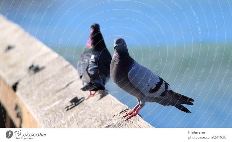 Taube schön Freiheit Natur Tier Vogel Flügel stehen warten klein blau grau Frieden Feder Schnabel nach oben Leitwerke Nahaufnahme Aufenthalt Tierwelt zuschauend