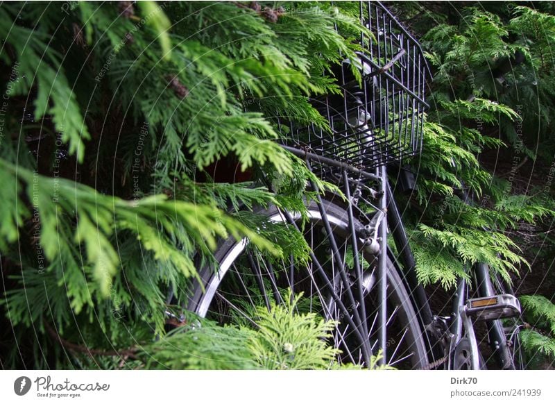 Fahrrad zugewachsen Pflanze Baum Blatt Zweig Zweige u. Äste Ast Nadelbaum Hecke Personenverkehr Wegrand Rad Korb Fahrradkorb Pedal Speichen Wachstum grau grün