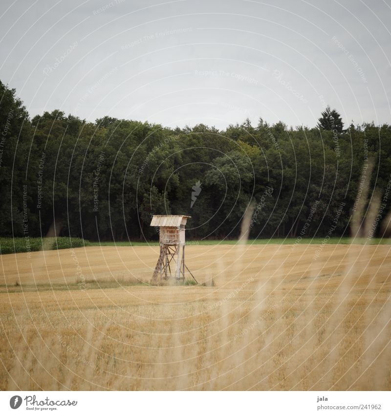 hochsitz Umwelt Natur Landschaft Himmel Sommer Pflanze Baum Gras Grünpflanze Nutzpflanze Wildpflanze Feld Wald Bauwerk Hochsitz nachhaltig natürlich wild blau