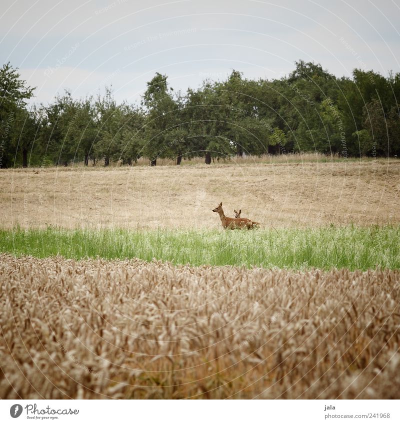 rehlein Natur Landschaft Himmel Pflanze Baum Gras Grünpflanze Nutzpflanze Tier Wildtier Reh Rehkitz 2 Tierfamilie natürlich blau gelb grün Farbfoto