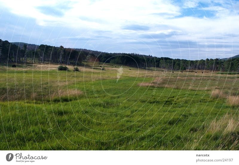 wiese Südwest Amerika Wiese Wald Waldlichtung unberührt USA Natur