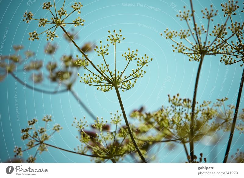 holde dolde, flotte lotte, wilde hilde oder bärenklau Natur Landschaft Pflanze Himmel Wolkenloser Himmel Sommer Schönes Wetter Sträucher Blüte Grünpflanze