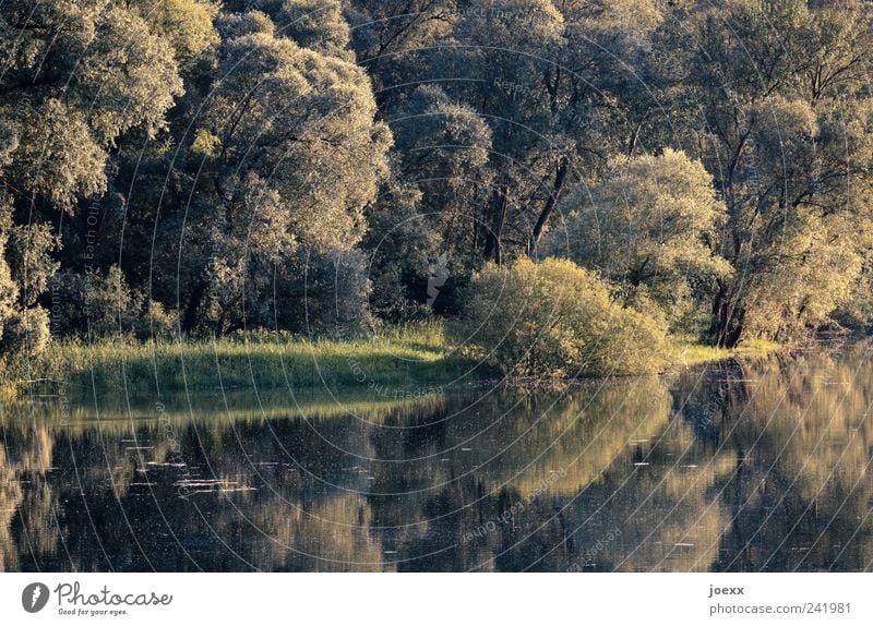 Schweigen im Walde Natur Wasser Sommer Baum Flussufer Rheinauen grün ruhig Idylle Altrhein Böschung Auenlandschaft Farbfoto Gedeckte Farben Außenaufnahme