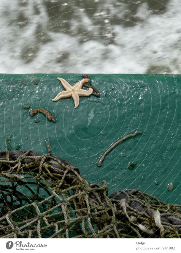 verirrt... Ferien & Urlaub & Reisen Ausflug Sommer Meer Umwelt Wasser Schönes Wetter Nordsee Wasserfahrzeug Seestern Netz Fischernetz Metall fahren fangen