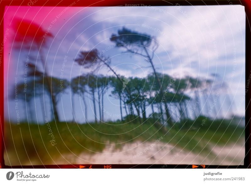 Weststrand Umwelt Natur Landschaft Pflanze Himmel Wolken Küste Ostsee Darß außergewöhnlich natürlich wild Stimmung Windflüchter analog Farbfoto Außenaufnahme