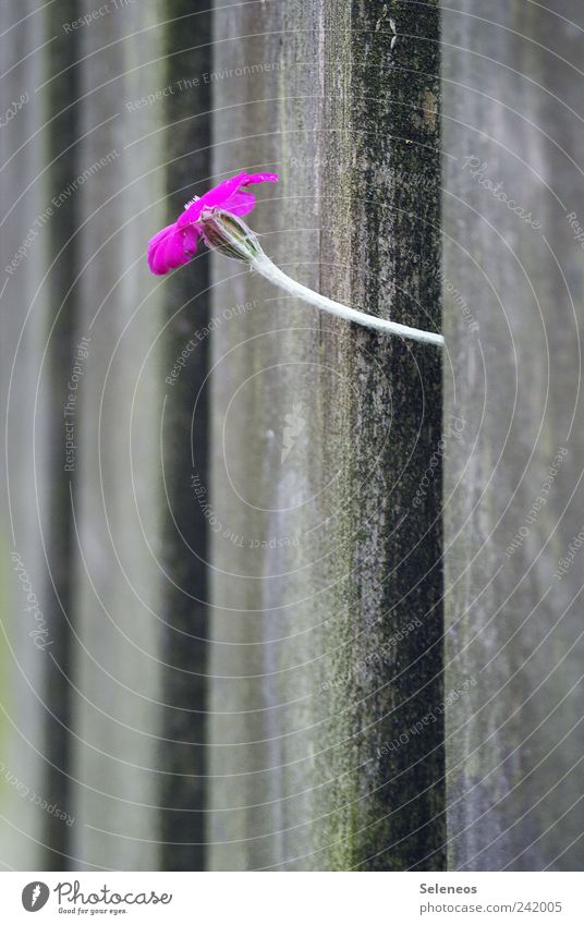 Zaunspäher Ausflug Sommer Garten Umwelt Natur Frühling Pflanze Blume Blüte Grünpflanze Zaunpfahl Holz alt Farbfoto Außenaufnahme Textfreiraum unten Tag