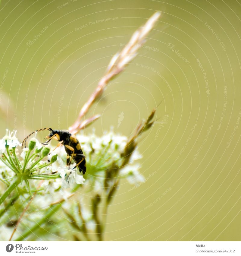 Karl Umwelt Natur Pflanze Tier Blume Gras Blüte Wildpflanze Wiese Käfer 1 krabbeln natürlich grün Halm Rispenblüte Gefleckter Schnürbock Farbfoto Außenaufnahme