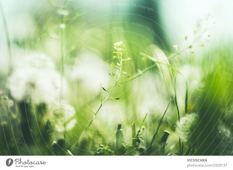 Grüner Natur Hintergrund mit wilden Pflanzen Lifestyle Ferien & Urlaub & Reisen Sommer Garten Frühling Schönes Wetter Blume Park Wiese grün Hintergrundbild