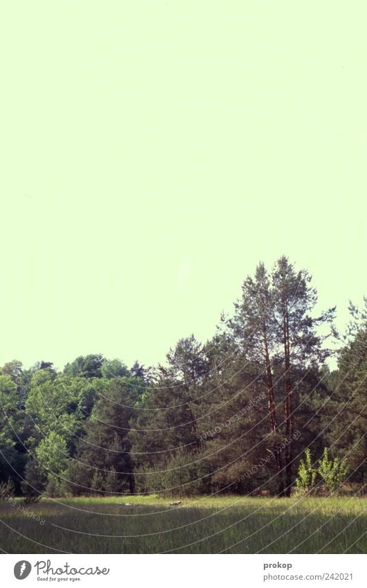 Lichtung Umwelt Natur Landschaft Pflanze Himmel Wolkenloser Himmel Sommer Klima Klimawandel Wetter Schönes Wetter Baum Gras Wiese Wald schön wild