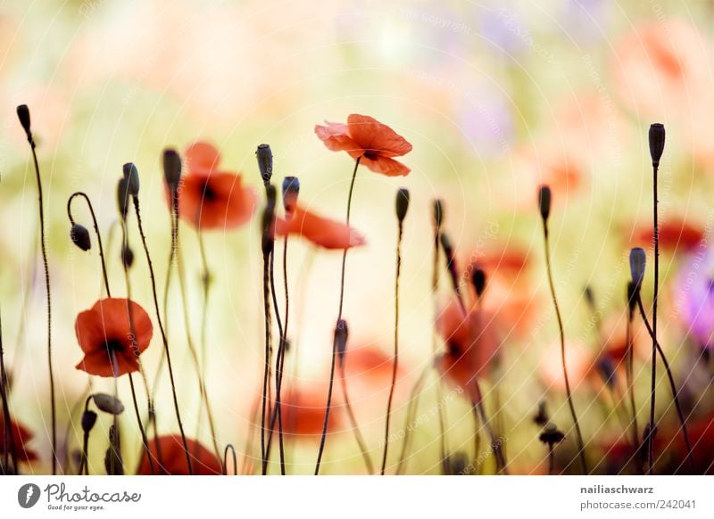 Mohn Umwelt Natur Pflanze Frühling Sommer Blüte Mohnblüte Mohnfeld Wiese Feld Blühend ästhetisch Farbfoto mehrfarbig Außenaufnahme Menschenleer