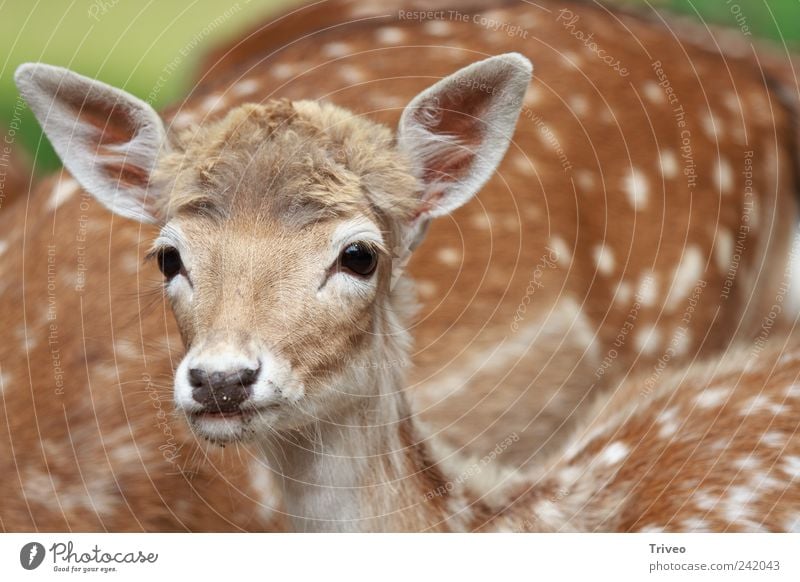 Coole Kitz Tier Wildtier Tiergesicht Tierjunges Coolness elegant frei Freundlichkeit schön klein Neugier positiv braun grün Lebensfreude Frühlingsgefühle Macht