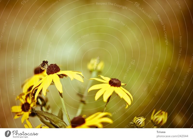 Biene auf Blume Frühling Pflanze Tier Insekt Blühend Duft fliegen braun gelb gold Frühlingsgefühle Tatkraft elegant Mobilität Sammlung Honigbiene