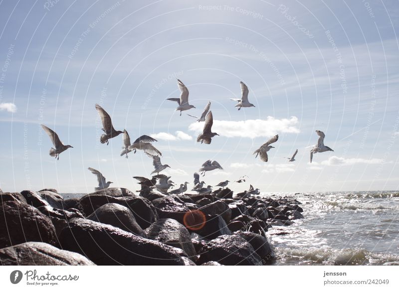 Ich bin gut zu Vögeln Meer Umwelt Natur Tier Himmel Wolken Küste Strand Nordsee Vogel Tiergruppe Schwarm fliegen hell natürlich wild Bewegung Freiheit Ferne