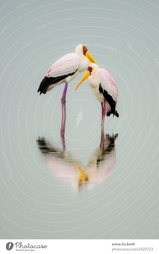 Afrikanischer Nimmersatt Tier Vogel 2 elegant Reinheit Natur Tierporträt