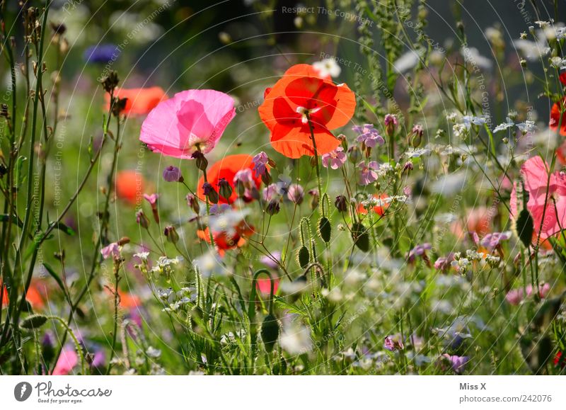 Wiese Natur Pflanze Frühling Sommer Schönes Wetter Blume Gras Blatt Blüte Garten Blühend Duft Wachstum Kitsch rosa Mohn Mohnblüte Blumenwiese Sommerblumen