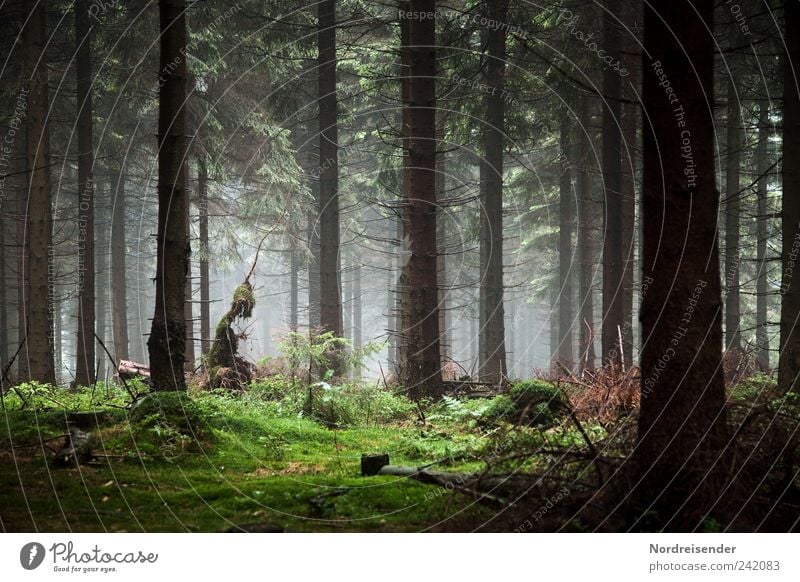 Sie sind da... Natur Landschaft Pflanze Baum Wald außergewöhnlich skurril stagnierend Außerirdischer Dunst Nebel Waldboden Düsterwald dunkel Troll unheimlich