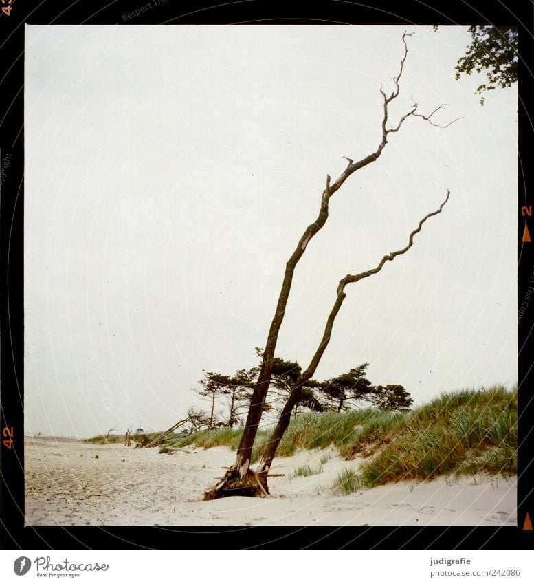 Weststrand Umwelt Natur Landschaft Pflanze Baum Küste Strand Ostsee Darß dehydrieren Wachstum natürlich wild Stimmung Vergänglichkeit Wandel & Veränderung