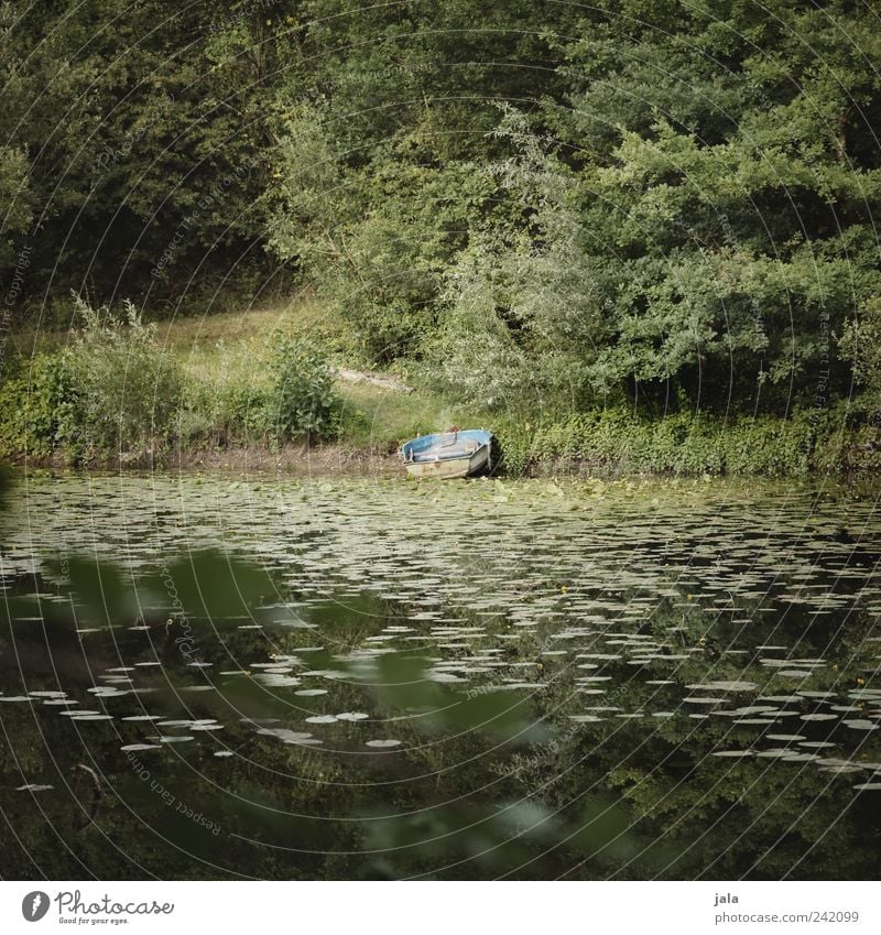 boot Natur Landschaft Pflanze Baum Gras Sträucher Grünpflanze Wildpflanze See Ruderboot natürlich grün Farbfoto Außenaufnahme Menschenleer Tag