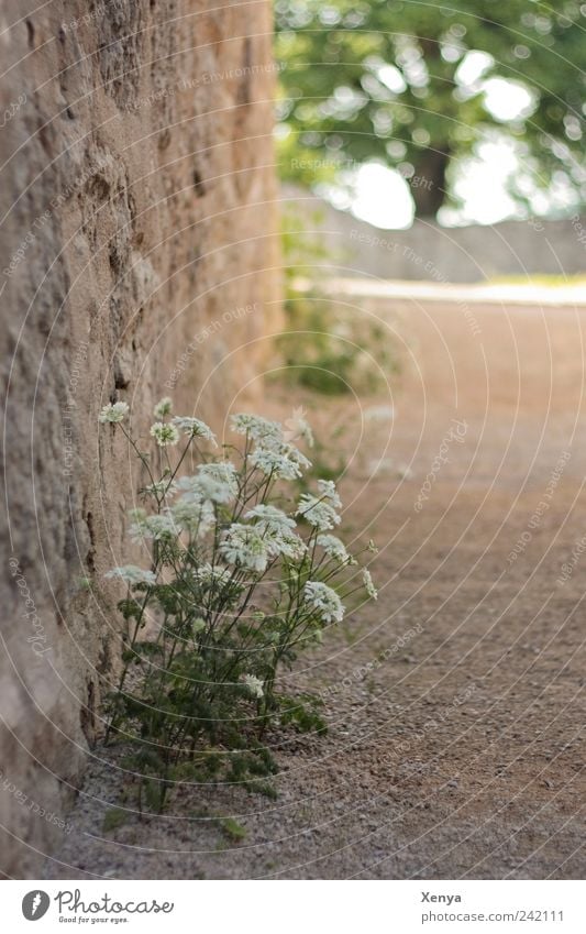 Am Rand Natur Pflanze Sommer Blume Blühend Erholung braun grau grün Zufriedenheit ruhig Hoffnung Spazierweg Spaziergang Wand Wegrand Gedeckte Farben