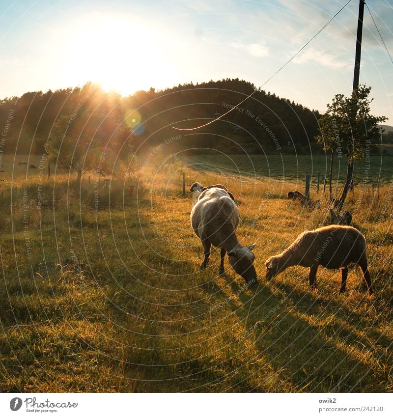 Brüder teilen Umwelt Natur Landschaft Pflanze Tier Himmel Horizont Sommer Klima Wetter Schönes Wetter Baum Gras Sträucher Wiese Wald Bohuslän Schaf Lamm 2