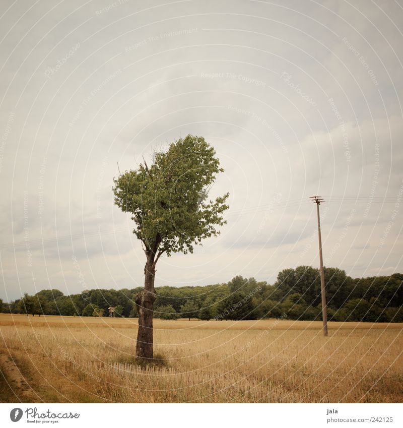 feld Landschaft Pflanze Himmel Wolken Sommer Baum Gras Sträucher Grünpflanze Nutzpflanze Feld Wald Strommast Ferne natürlich braun gelb grün Farbfoto