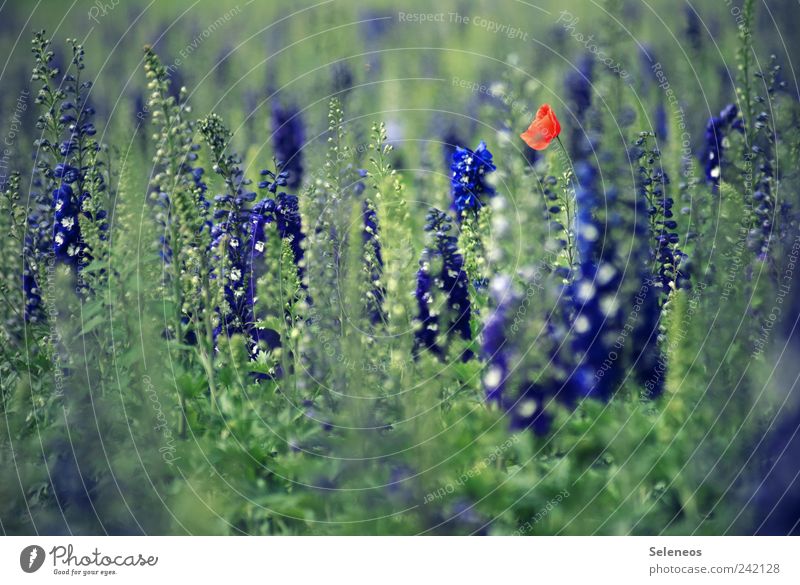 Mohn Ferien & Urlaub & Reisen Ausflug Freiheit Umwelt Natur Pflanze Frühling Sommer Schönes Wetter Blume Blatt Blüte Garten Wiese Feld Blühend Farbfoto