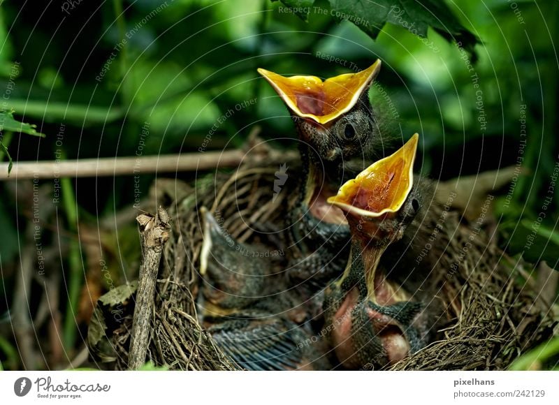 HUNGERRR . Natur Pflanze Baum Blatt Grünpflanze Tier Wildtier Vogel Tiergesicht Flügel Fell 3 Tiergruppe Tierjunges Fressen kämpfen Blick warten kuschlig klein