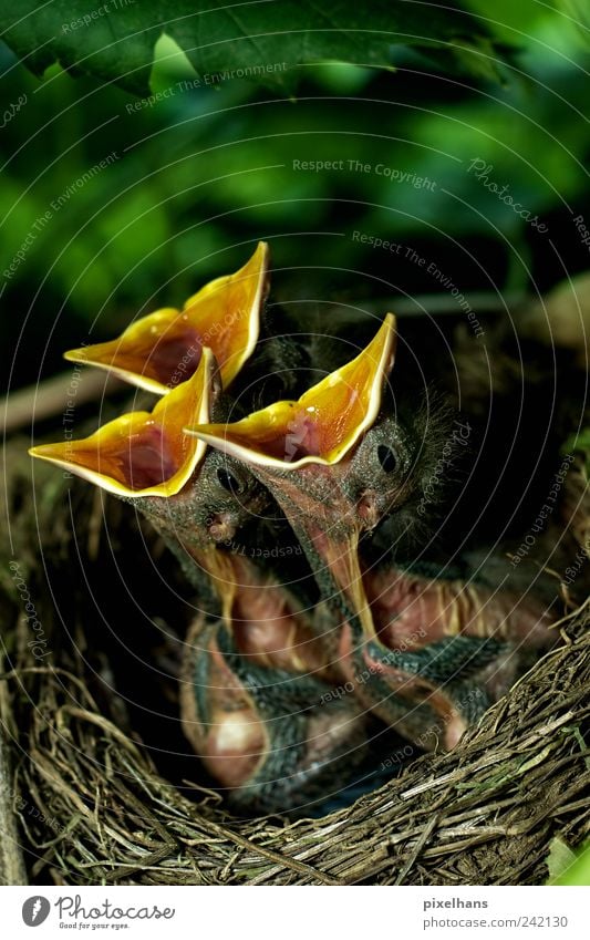 Und jetzt alle gemeinsam ... Natur Pflanze Sträucher Blatt Grünpflanze Wildpflanze Tier Wildtier Vogel Tiergesicht Flügel Fell 3 Tiergruppe Tierjunges