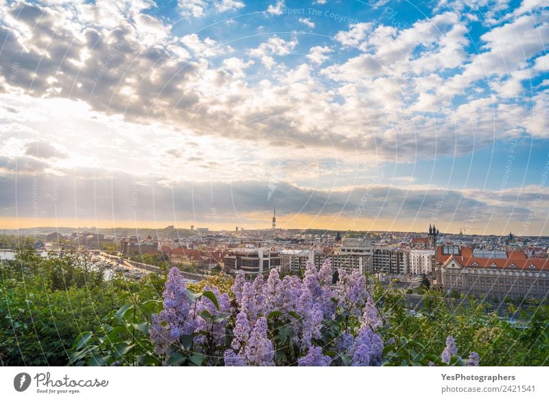 Sonnenaufgang über Prag und fliederfarbene Blumen Lifestyle schön Ferien & Urlaub & Reisen Sommer Kunst Landschaft Altstadt Brücke Gebäude Architektur