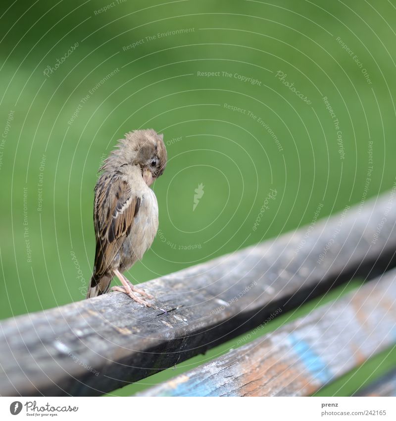 aufrecht Tier Park Wildtier Vogel 1 Holz stehen grau grün Bank Holzbrett Flügel Feder Spatz Farbfoto Außenaufnahme Menschenleer Hintergrund neutral Tag