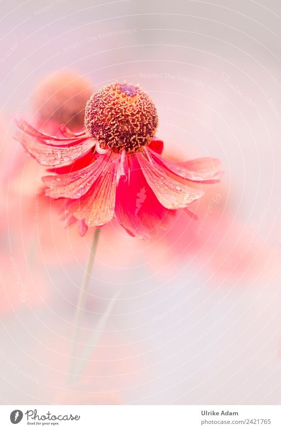 Sommerblumen harmonisch Erholung ruhig Meditation Tapete Buchcover Bild Postkarte Muttertag Hochzeit Geburtstag Natur Pflanze Blume Blüte Sonnenbraut Helenium