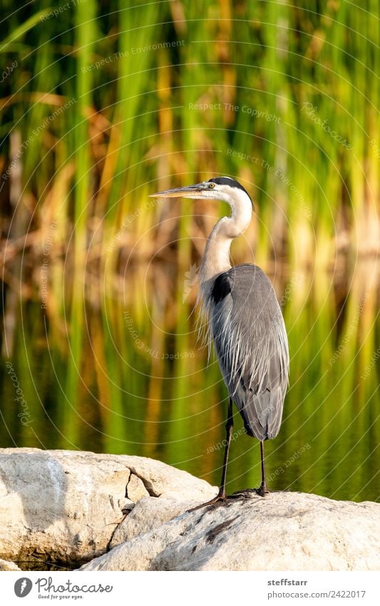 Großer blauer Reiher Watvogel Ardea herodias sitzt auf einem Felsen. Natur Küste Teich Tier Wildtier Vogel Flügel 1 Wasser grün Ardea Herodias Blaureiher