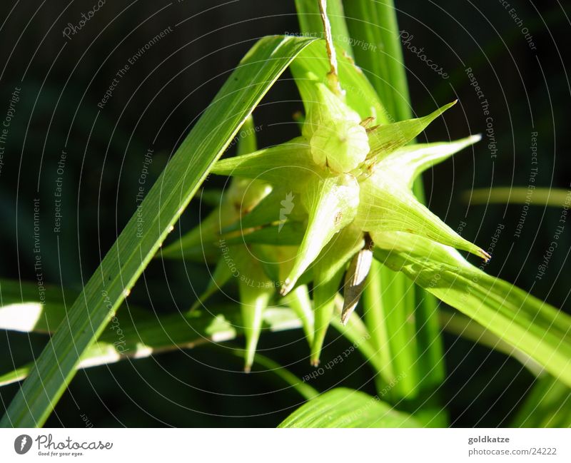 grüner stern Garten Pflanze Blatt Blüte Grünpflanze Park außergewöhnlich exotisch natürlich Spitze stachelig Abendsonne Stern (Symbol) Farbfoto mehrfarbig