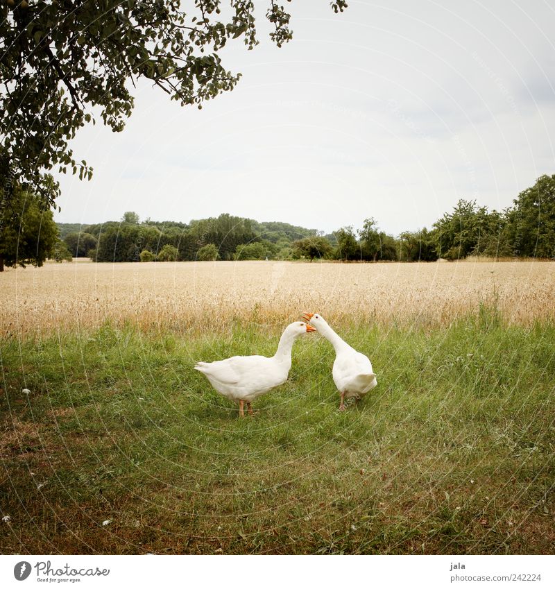 gerd & liesl Natur Pflanze Himmel Baum Gras Sträucher Grünpflanze Nutzpflanze Wiese Feld Tier Nutztier Gans 2 Tierpaar natürlich Farbfoto Außenaufnahme