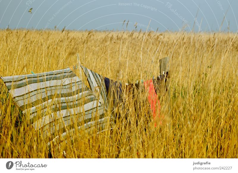 Am Bodden Umwelt Natur Landschaft Himmel Sommer Pflanze Gras Küste Seeufer Vorpommersche Boddenlandschaft hängen Freundlichkeit natürlich Stimmung trocknen