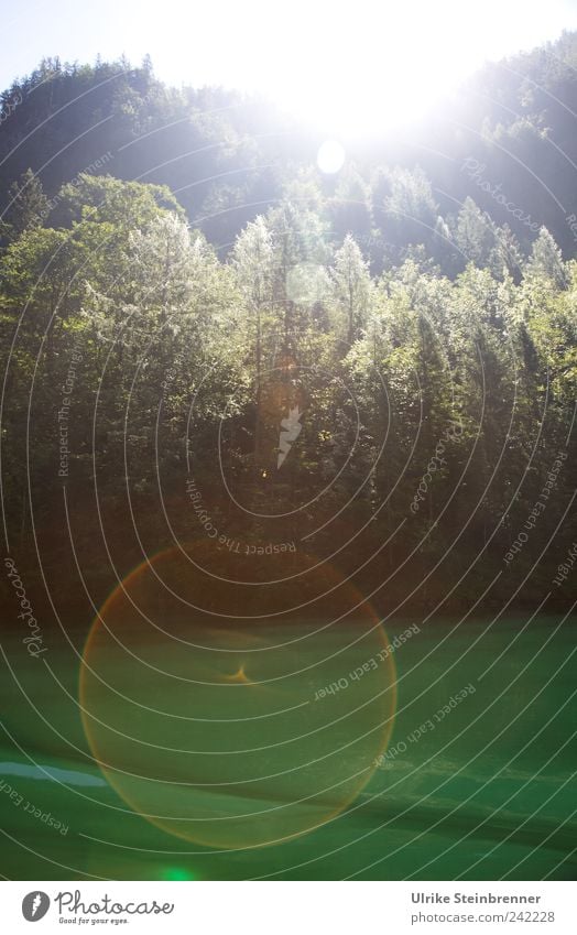 Watercircle Umwelt Natur Landschaft Pflanze Wasser Sommer Schönes Wetter Baum Alpen Wellen Seeufer Fjord Königssee glänzend liegen Flüssigkeit nass natürlich