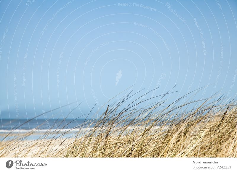 Spiekeroog | Gras harmonisch Erholung ruhig Ferien & Urlaub & Reisen Ferne Sommer Sommerurlaub Strand Meer Natur Landschaft Schönes Wetter Küste Nordsee