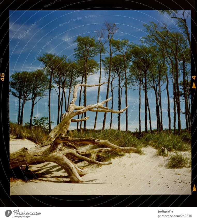 Weststrand Umwelt Natur Landschaft Pflanze Himmel Wolken Baum Gras Küste Strand Ostsee Darß dehydrieren Wachstum kalt natürlich wild Stimmung Idylle